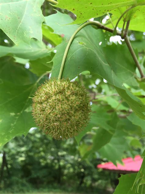 sycamore tree fruit